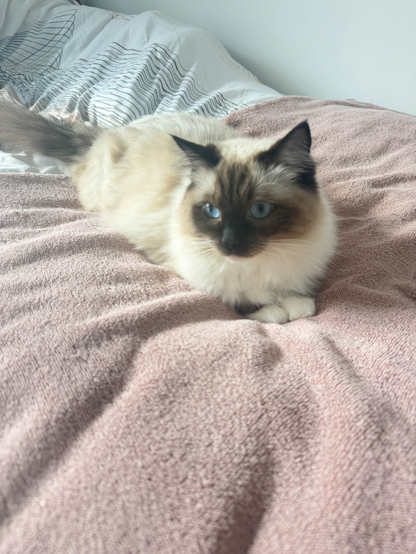 Beautiful ragdoll cat with blue eyes on a bed
