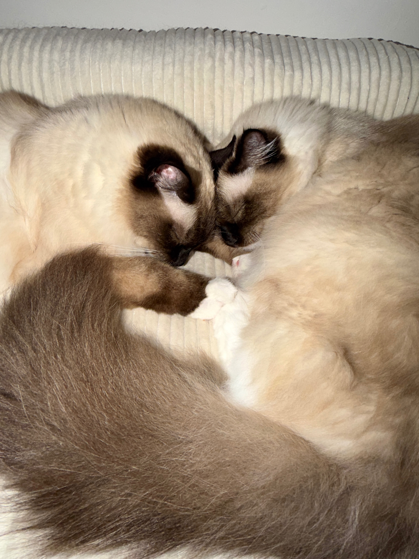 Two ragdoll brothers cuddling together
